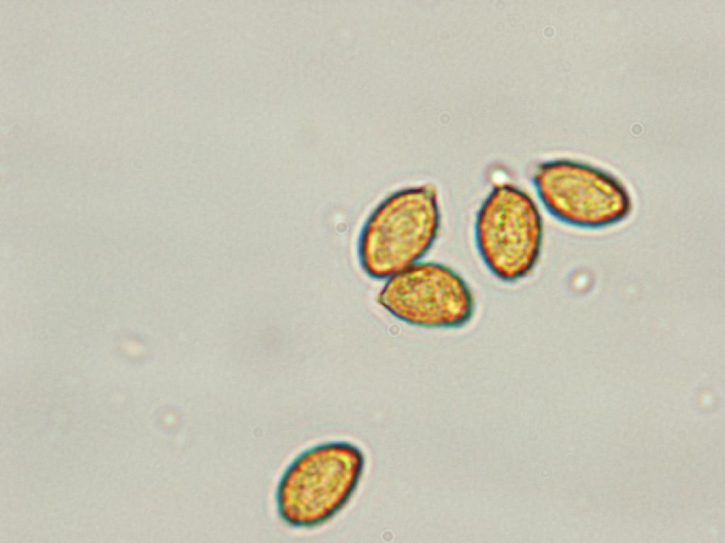 Indagine microscopica